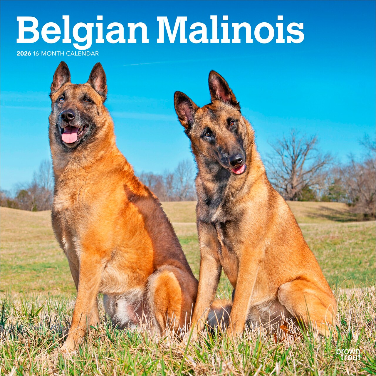 Belgian Malinois | 2026 12 x 24 Inch (Hanging) Monthly Square Wall Calendar | Plastic-Free